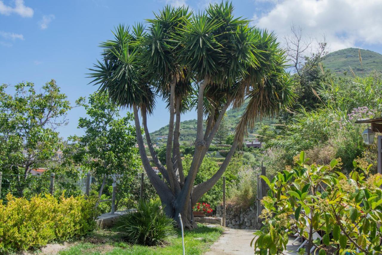 Вілла Casa Yucca Forio  Екстер'єр фото